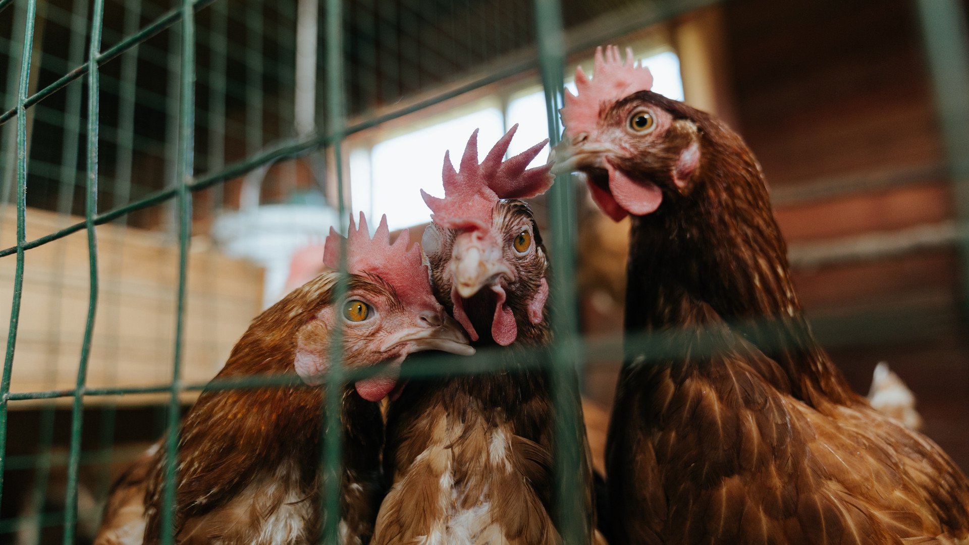 爱游戏在线-北欧风暴与东方的孤勇者，当丹麦队碾压日本队，陈雨菲为何能扛起全队？