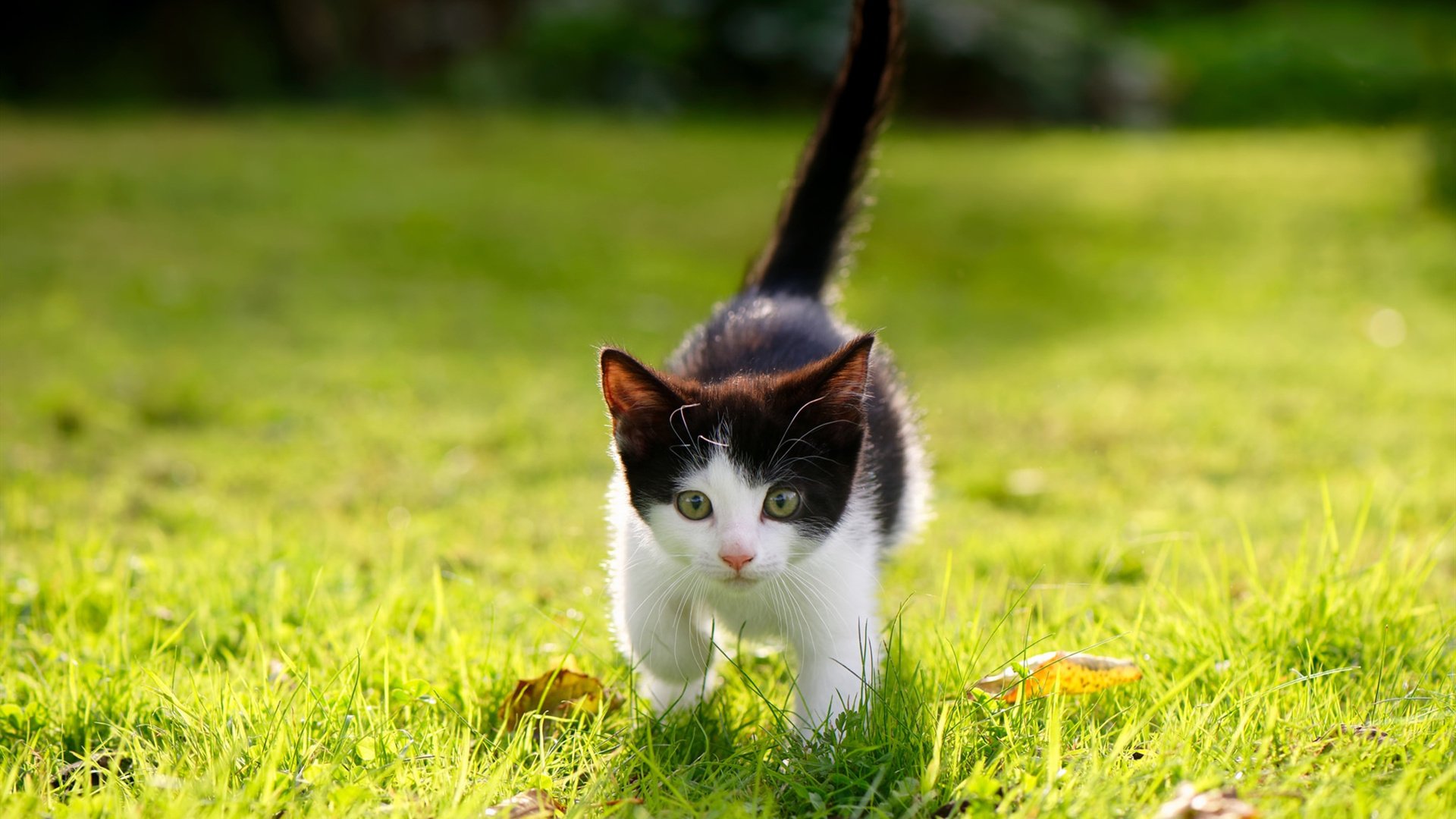 两场险胜,一种精神,体育无疆界的共时交响