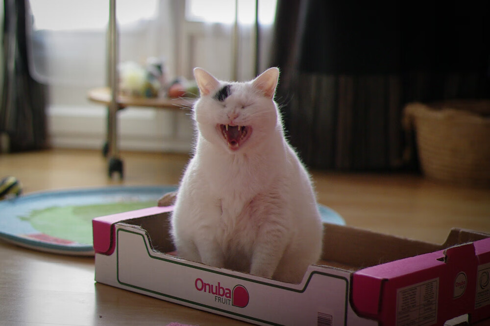 冰与火的王座，梅德韦杰夫的救赎与征服