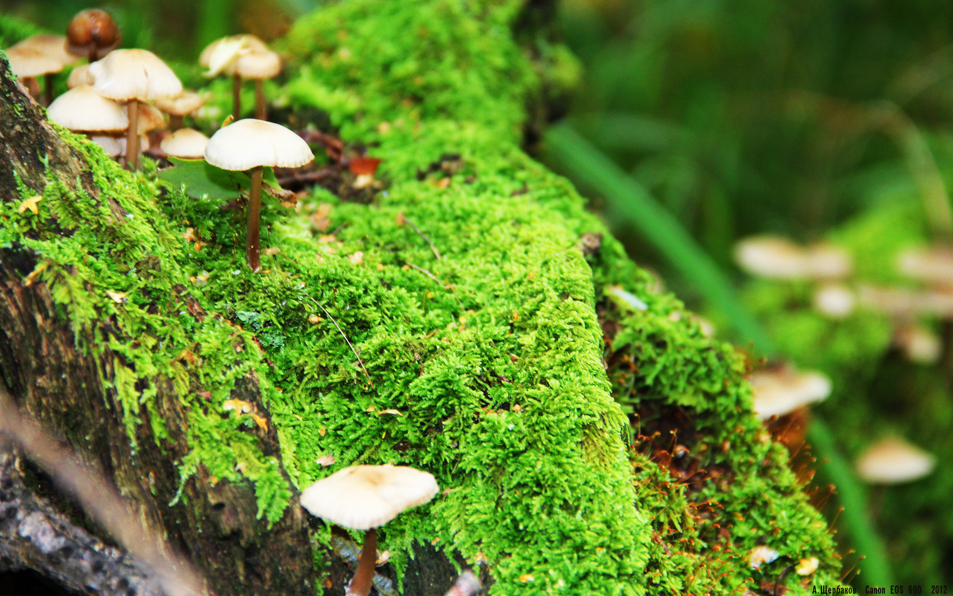 征服者之夜,多特蒙德力克美国,奥利维耶刷新历史纪录