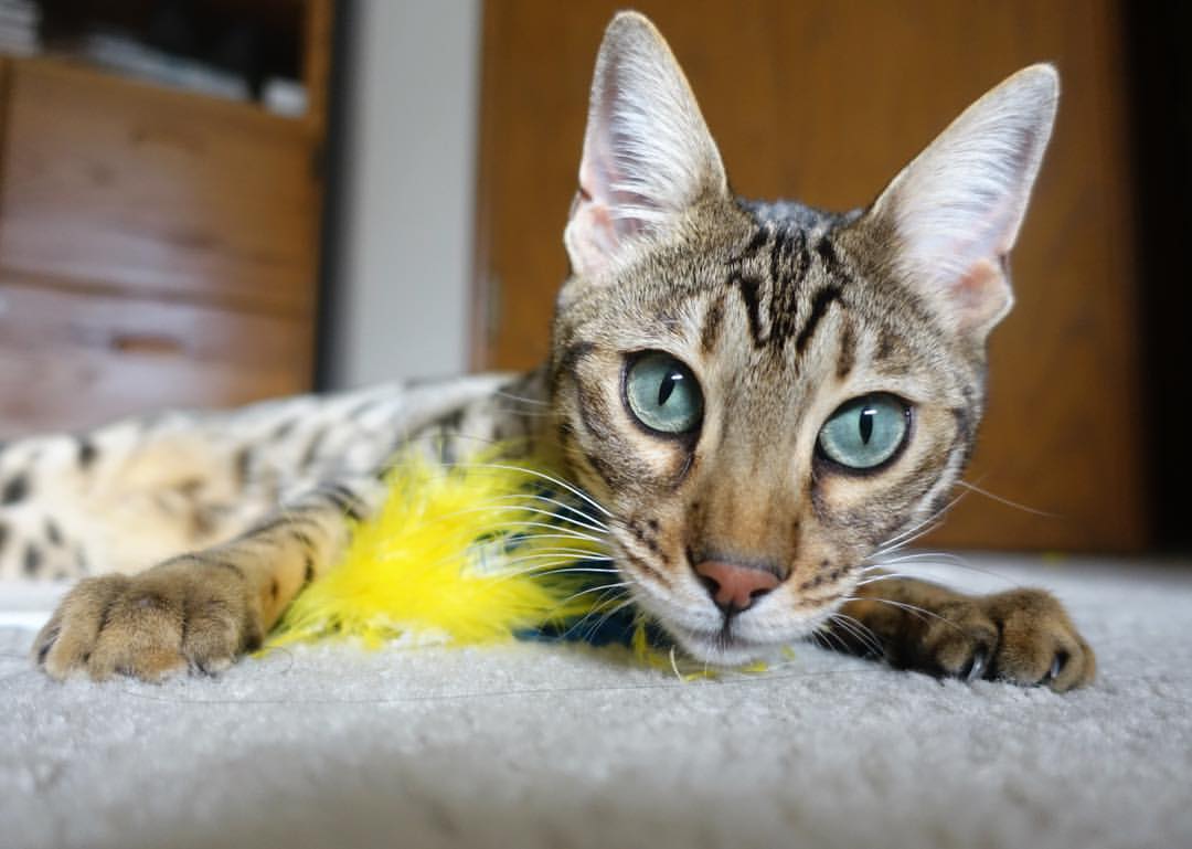 爱游戏官方入口-双城记，当骑士逆转铁血，布克编织飓风