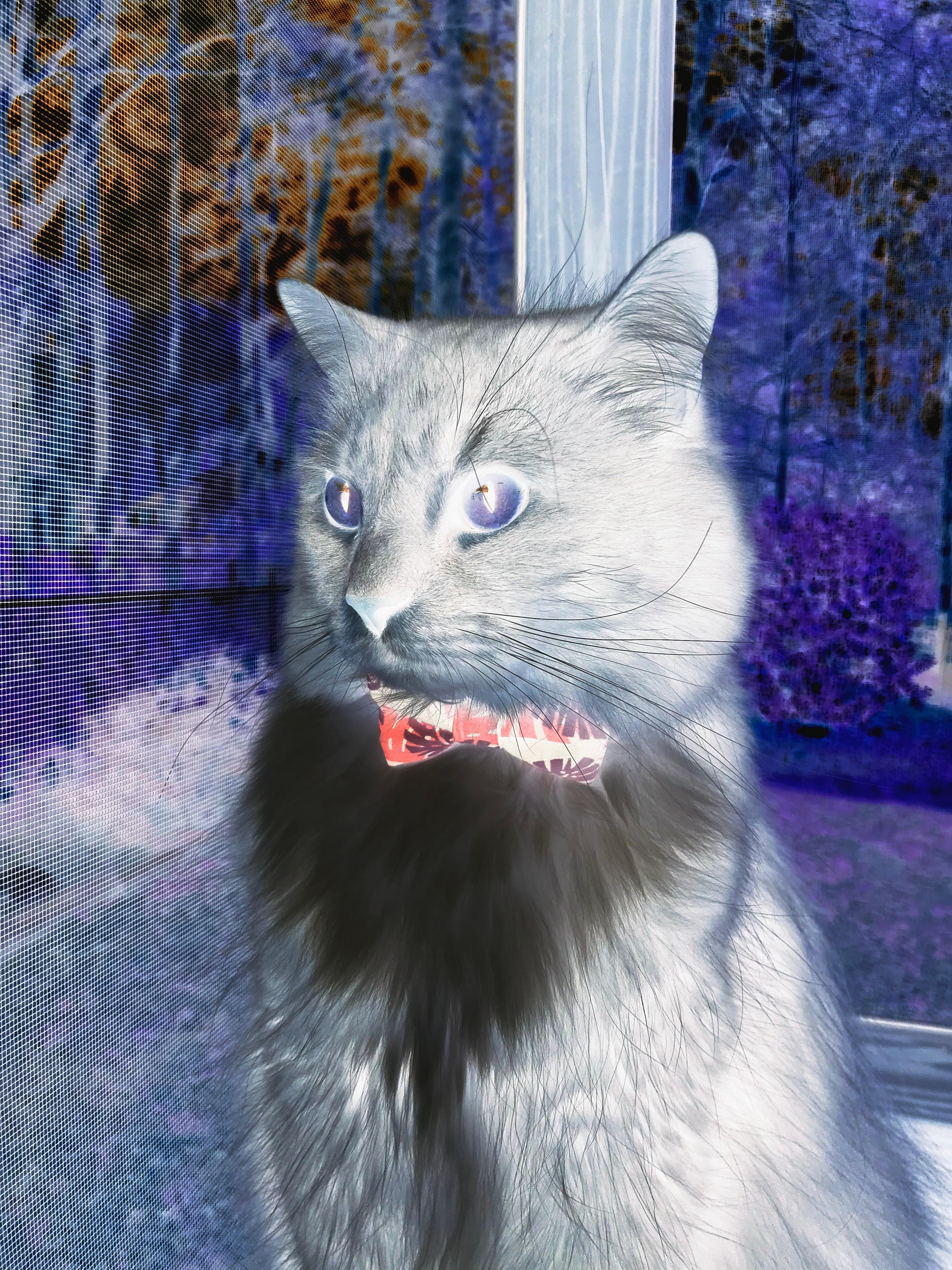 破晓的逆转，2026总决赛G7，芝加哥公牛终结奇才三分纪元