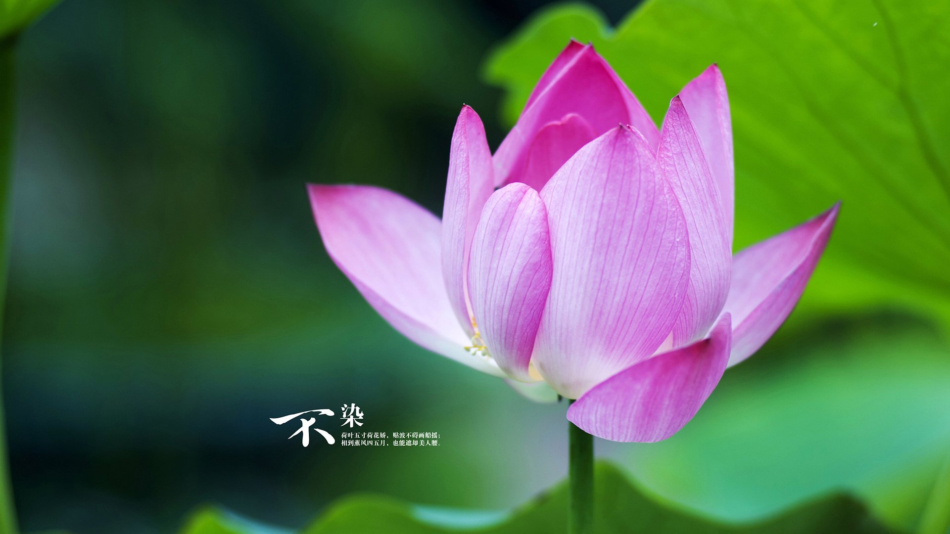 绿茵场的双重奏，塞内加尔铁血制霸与京多安的个人英雄主义