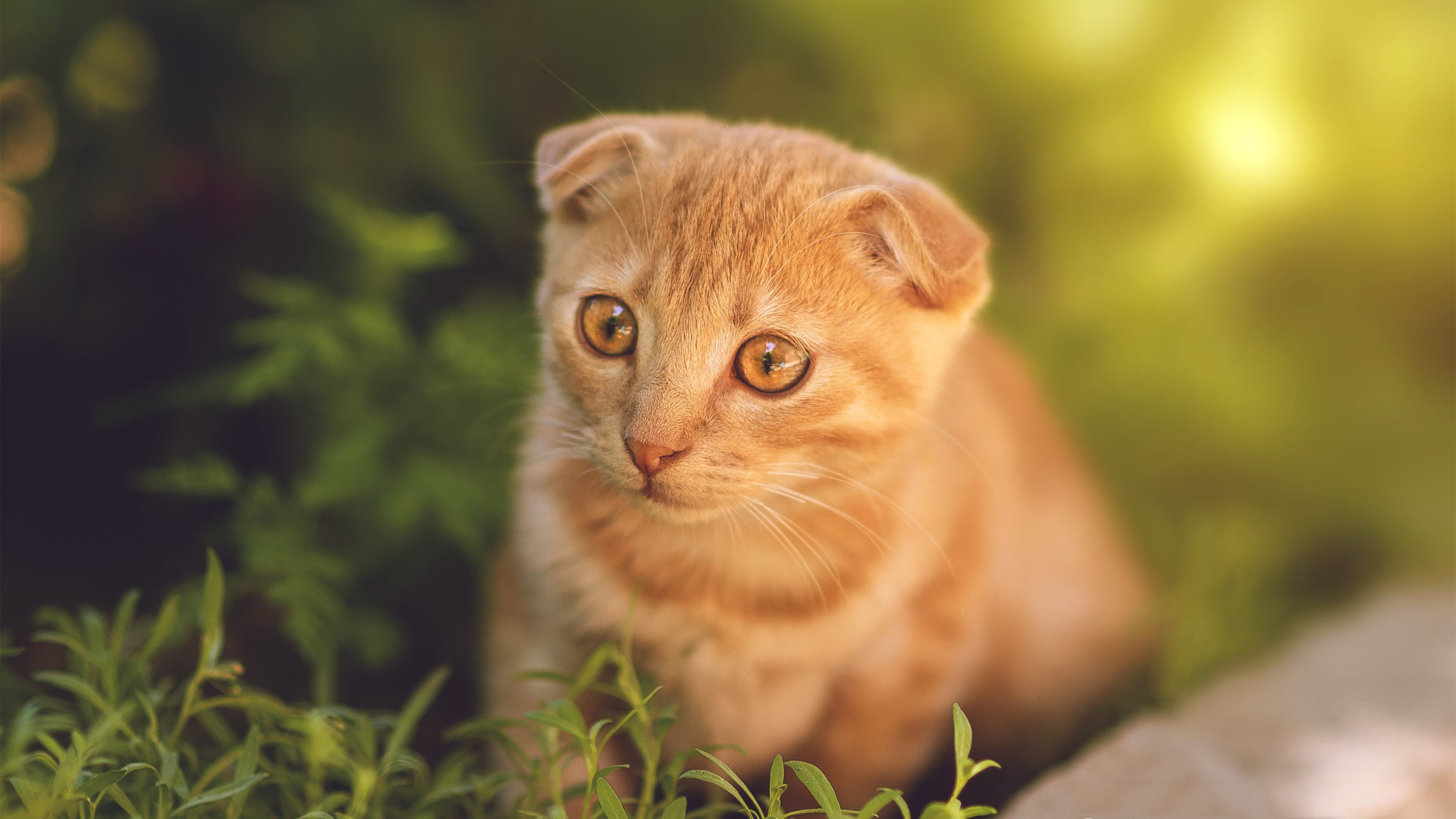 诗篇终章于马赛港，当李刚仁一仁击碎铁血神话