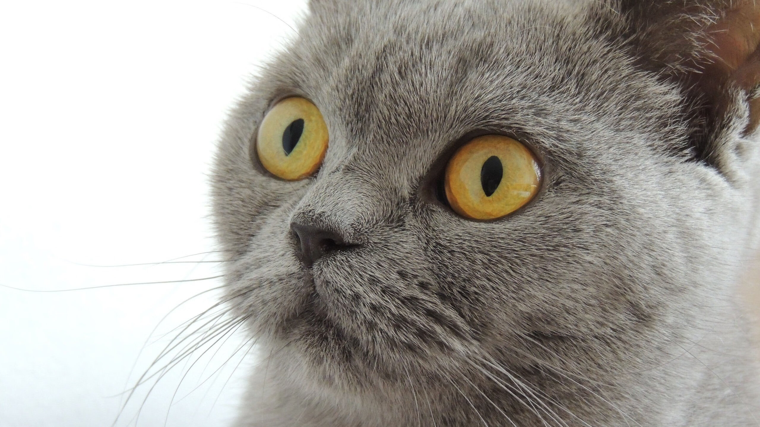 从慕尼黑冷雨到世界杯炙阳，阿克如何用拜仁法则逆天改命