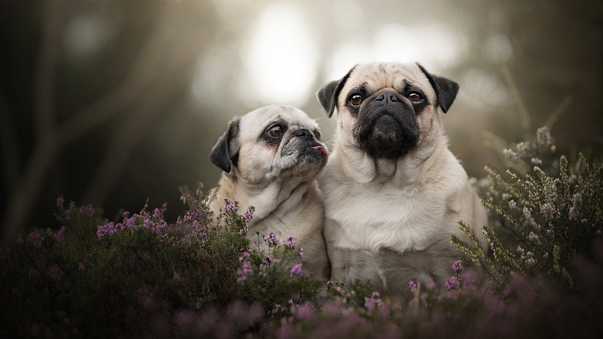 跨界风暴,新疆钢铁防线鏖战雄鹿,约基奇绿茵MVP统治意甲焦点战