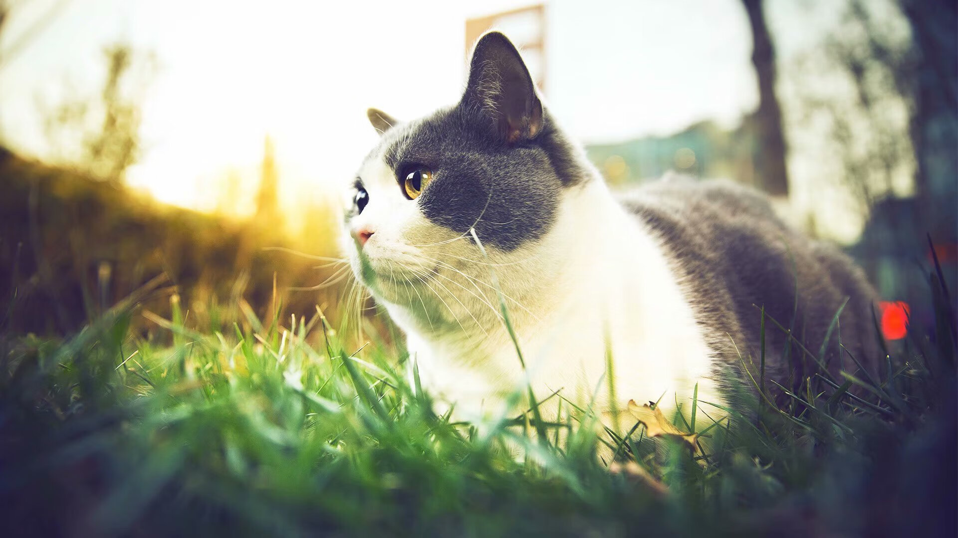 赛场双城记，浙江铁血斩深足，乔治德甲擎天柱