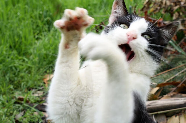 魔术师与巨人的博弈，德甲争冠夜，保罗的一人之力