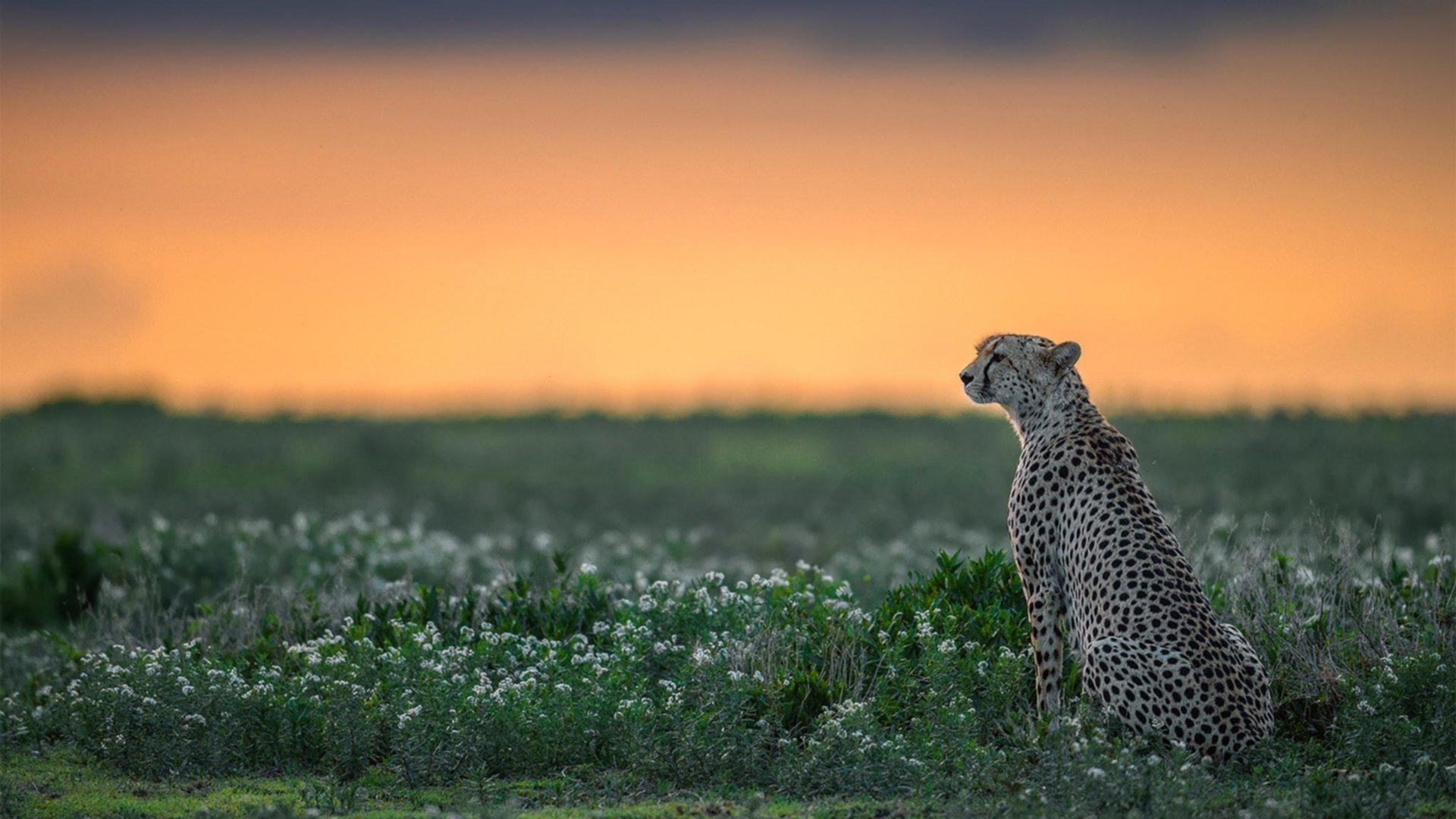 跨越赛场的焦点，NBA总决赛与巴西足球硬仗的共鸣