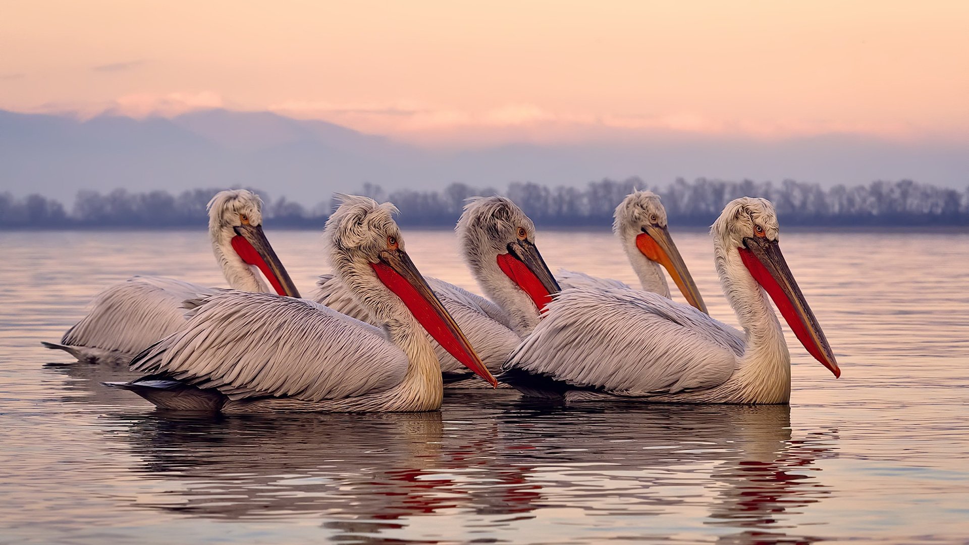 奇才东契奇化身关键先生，吉林队惊险取胜背后有乾坤