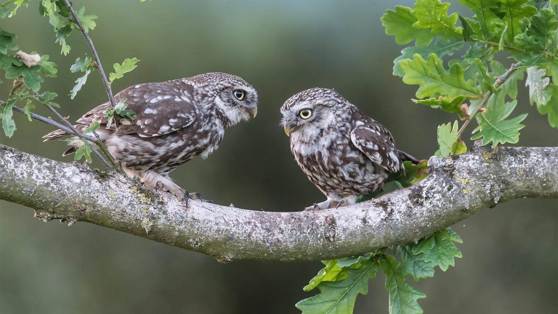 北境冰封热带火焰,乌克兰用锁链防守给足球上的自由灵魂上的一课