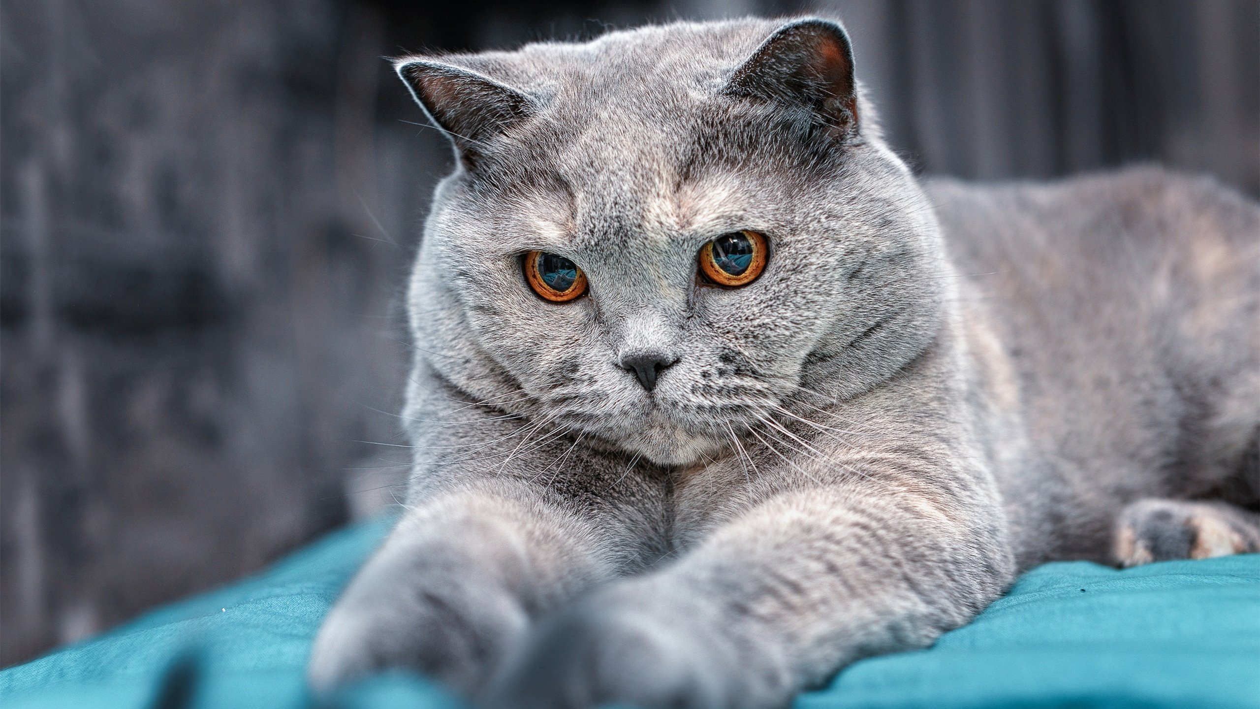 稳操胜券,锋从磨砺出