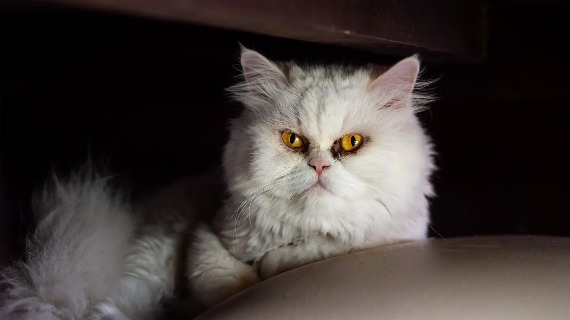 淬火成钢，范弗利特在步行者与魔术的焦点战中证明了自己